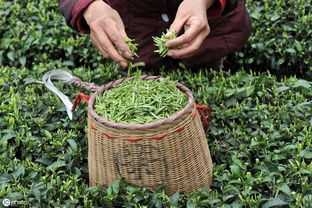 小產(chǎn)區(qū)茶 優(yōu)勢、挑戰(zhàn)與科學發(fā)展路徑