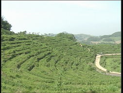 品味自然精華，探尋茶葉種植基地與農副產品銷售之旅