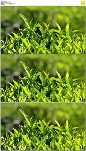 紅動(dòng)中國(guó) 茶葉種植園的視覺(jué)美學(xué)與設(shè)計(jì)素材全覽