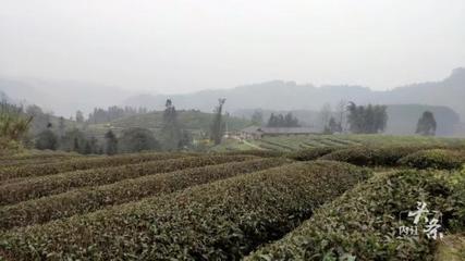 內(nèi)江威遠(yuǎn)萬(wàn)畝茶園吐新芽 茶農(nóng)采茶迎豐收，農(nóng)副產(chǎn)品銷售新篇章